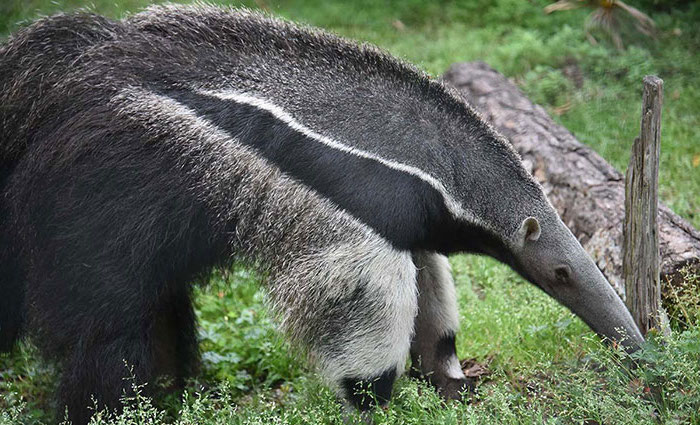 anteater