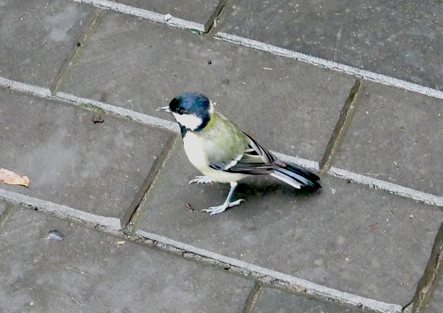 great tit