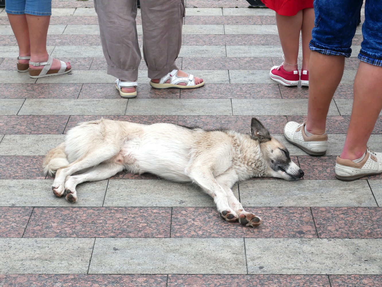 sleeping dog