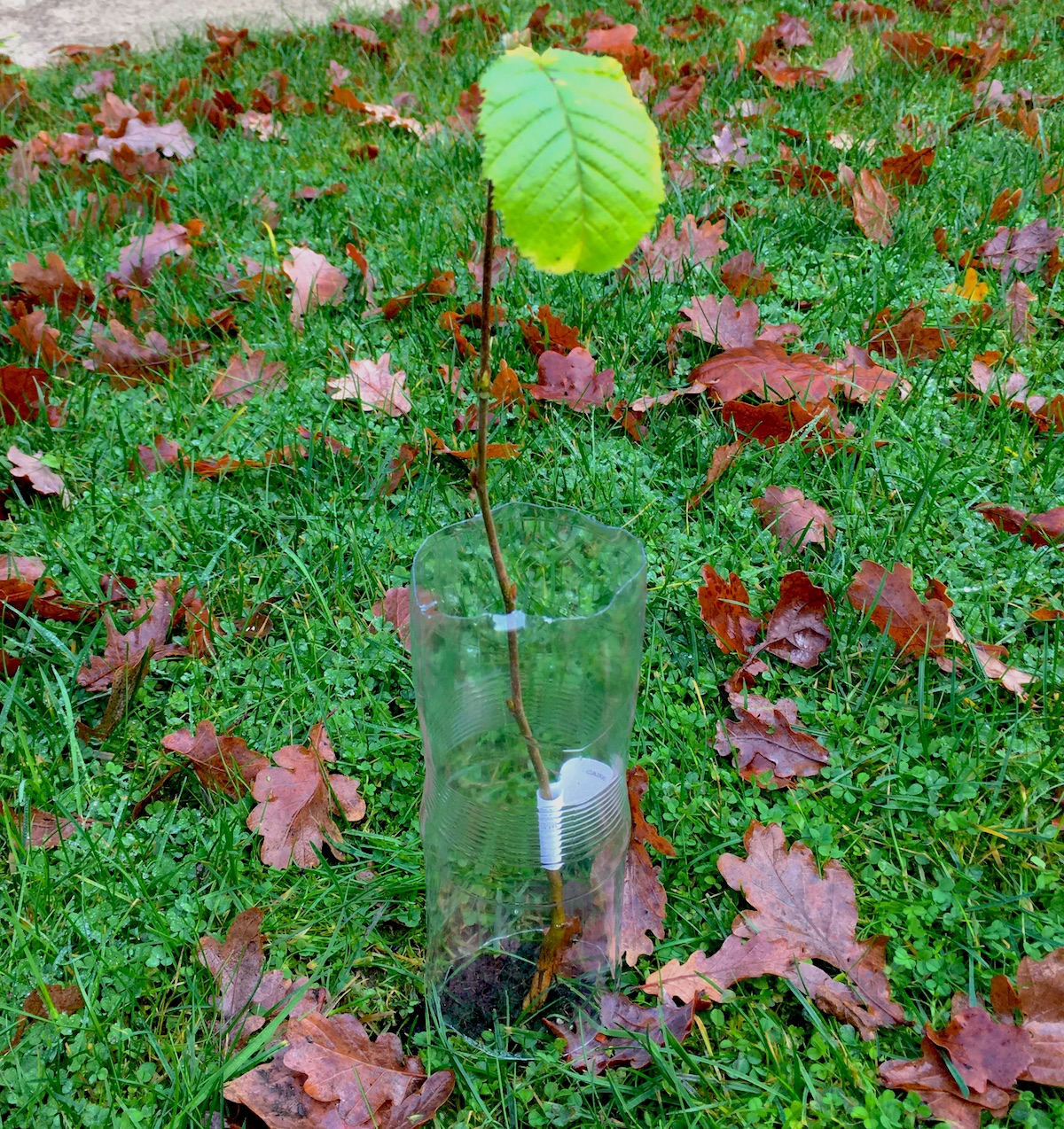 hornbeam sapling